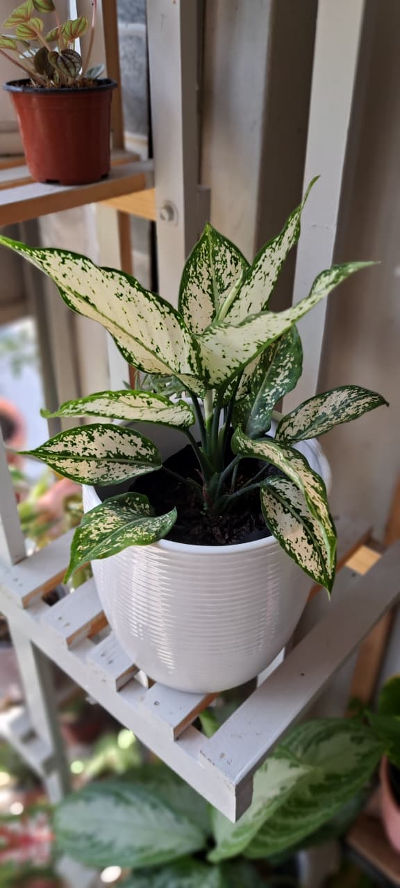 Aglaonema Blanca